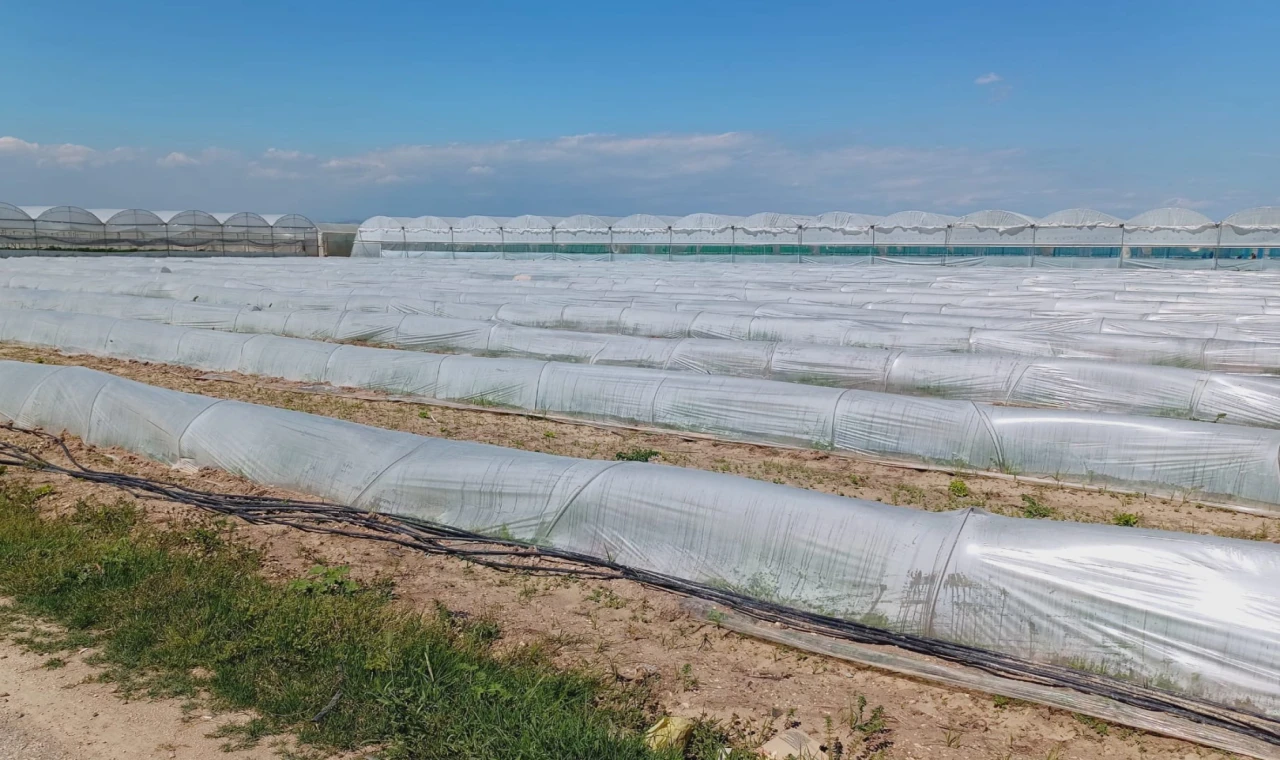 Mersin’de ’marul tarlada kaldı’ iddiasına yalanlama