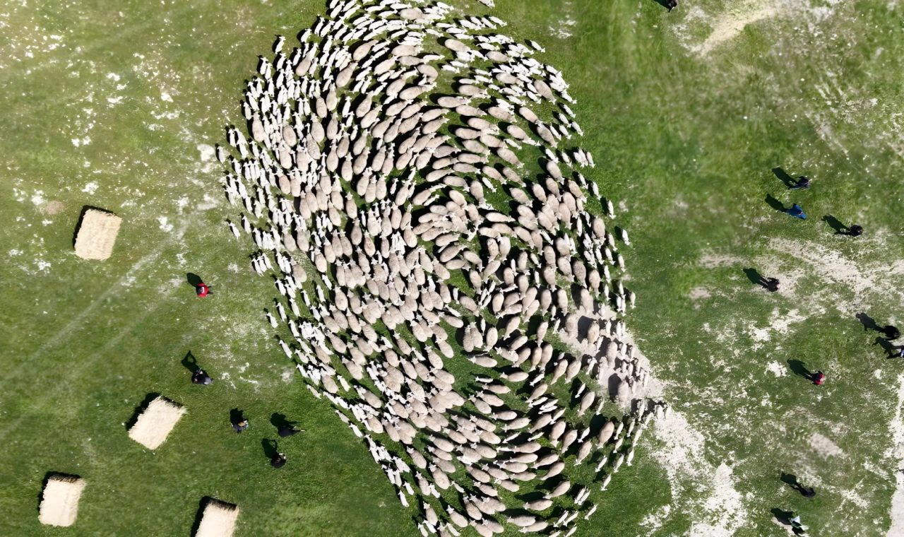 TİGEM’de ’kavuşma’ sevinci... Koyun ve kuzular buluştu