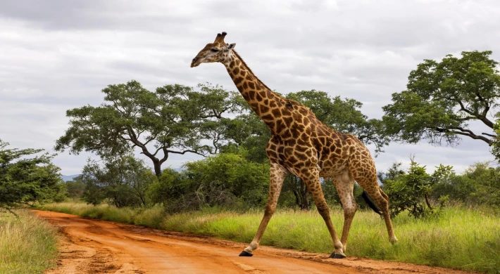 Rüyada Zürafa Görmek Anlamı nedir? Tabiri