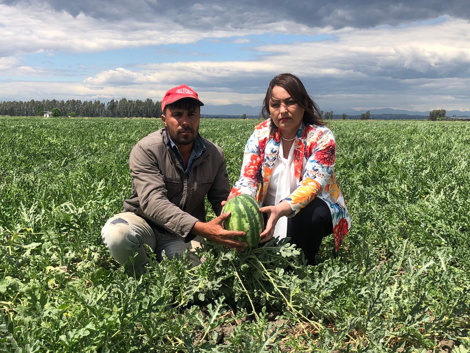 İthal karpuz ve yüksek girdi maliyetleri karpuz ekim alanlarını yüzde 30 daralttı!