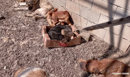 Bahçe İlçesinde  bulunan hayvan barınağının içler acısı durumu görüntülendi