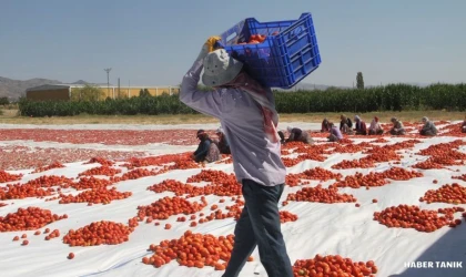 Tarım ve Orman Bakanlığı, 1500 Tarım İşçisi Alımıyla Sektöre Destek Sağlıyor