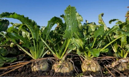 Tokatlı pancar çiftçisi öfkeli