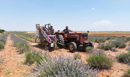Konya’da lavanta desteği çiftçiye katkı sağlıyor