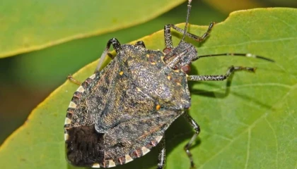 Fındık üreminde kahverengi kokarcaya karşı mücadele hız kazanıyor