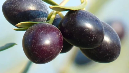 Gemlik Zeytini dünya çapında tanınıyor