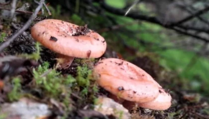 Kilosunu 200 liraya satıyorlar!