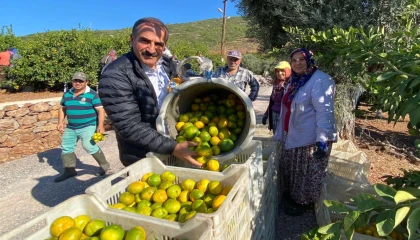 Satsuma mandalinanın ihracat yolculuğu başlıyor