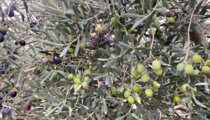 Sofralık zeytin ihracatında tarihi rekor