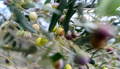 İzmir Bornova’da zeytin üreticilerine lojistik destek