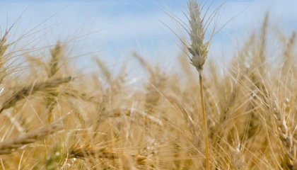 2,8 milyar TL’lik hububat desteği 21 Mart’ta hesaplarda