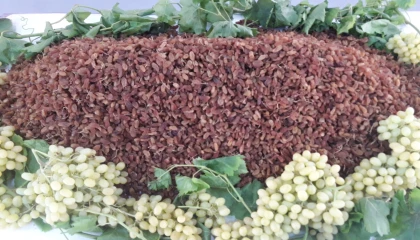 Çekirdeksiz kuru üzümde başarılı ihracat