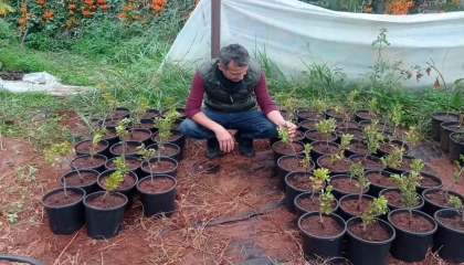 Çeşme Damla Sakızı üretimi yaygınlaşıyor