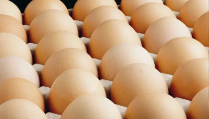 Egeli ihracatçılar: Yumurtada fon kesintisi ihracatı durduracak bir karar!