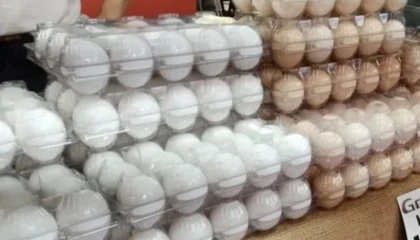 Sofralık yumurta ihracatında fon kesintisi yükseltildi