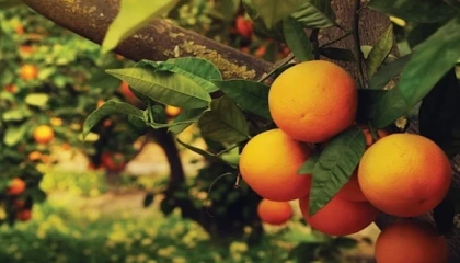 Turunçgiller tarım ürünlerinin zirvesinde