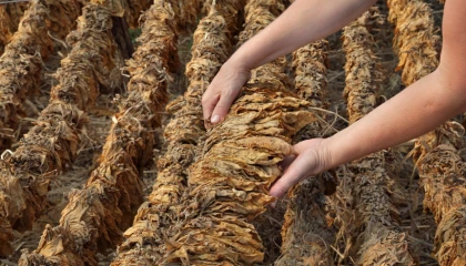 Tütün sektörü bu yıl 80 bin ton üretim hedefi koydu