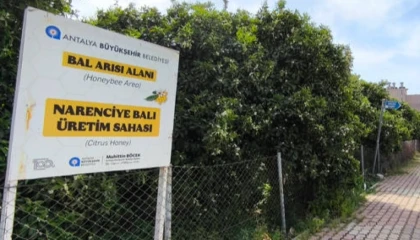 Antalya’da ’Narenciye Balı’ koruma altında