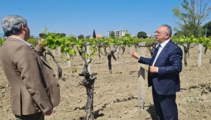Manisa’da üreticilere genişletilmiş hibe desteği