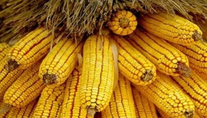Mısır ithalatında yeni dönem... 1 milyon ton için Gümrük Vergisi sıfırlandı