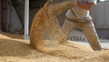 Bitkisel yağ ihracatı zirvede... Ege Bölgesi’nden 268 milyon dolarlık başarı