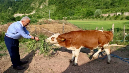 Ordu’da besicilerin yüzü güldü
