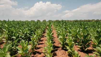 Tütün ihracatı 1 milyar doları aştı