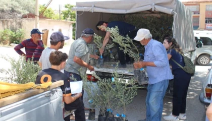 Antalya’nın 19 ilçesine 40 bin zeytin fidanı desteği