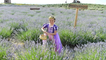 Ata Çiftiği’nde lavanta hasadı