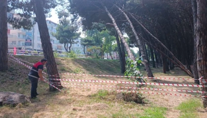 Ordu’da can ve mal güvenliğini tehdit eden ağaçlara müdahale edilecek