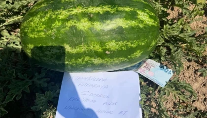 Tarlaya 100 TL ve özür notu bıraktı!