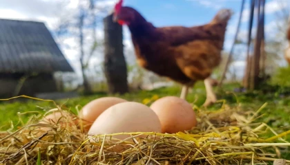 Tavuk eti üretimi arttı, yumurta üretimi düştü