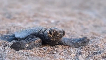 40 bin 285 yavru deniz kaplumbağası denize ulaştı