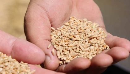 Antalya’da Halk Ekmek için buğday hasadı başladı