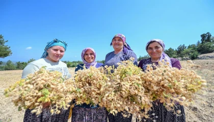 Atalık tohumlar geleceğe taşınıyor