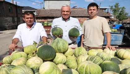 Bursa Nilüfer’de Konaklı kavununun üretimi iki kat arttı