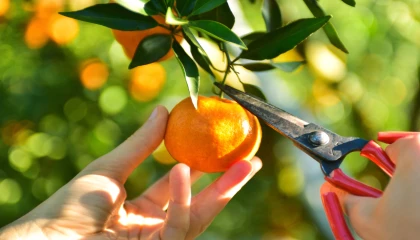 Ege’nin narenciye rekoltesi yüzde 34 azaldı