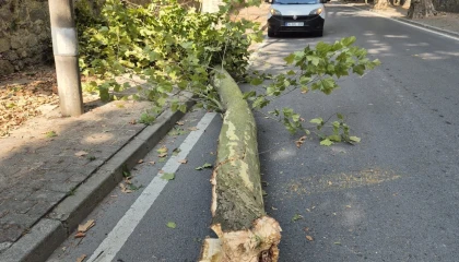 İstanbul’da 58 ağaç devrildi, 6 araç hasar gördü... Dikkat! Bu gecede etkili olacak
