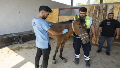 İzmir Buca’da terk edilen atlar Pako’da güvenli yaşama kavuştu