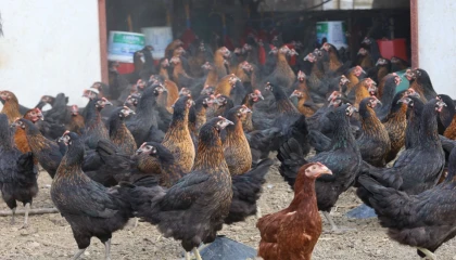 Kocaeli’de tavukçuluğa büyük destek: 16 bin tavuk üreticiyle buluştu