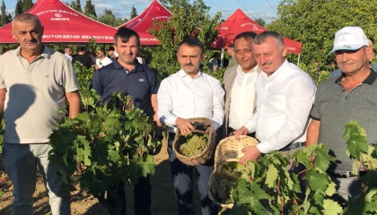 Kocaeli’de üzüm hasadı coşkuyla başladı