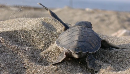 Mavi Gönüllüleri, Caretta Caretta’ları Akdeniz’le buluşturuyor