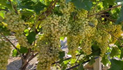 Sultani çekirdeksiz üzüm ihracata gün sayıyor