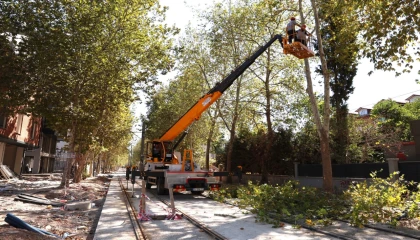 Alikahya Tramvay Hattı için ağaçlara itinalı budama