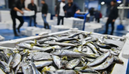 Ankara’da balık sezonu başladı, denetimler sıklaştı