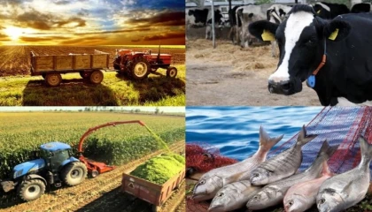 Hayvancılık destekleme miktarlarında artış! Çoban desteği ve aşı bedellleri de kapsamda