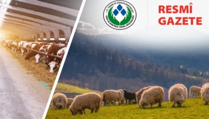 Koyun ve Keçi Yönetmeliği’nde değişiklik... Taahhütname uygulaması kaldırıldı