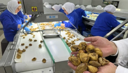 Kuru incir ihracatı 350 milyon doları aştı... İhracat için ilk gemiye hazırlanılıyor
