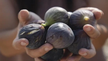 Mersin’de incir fidanları meyve vermeye başladı