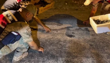 Samandağ’da yavru ’caretta caretta’lar Jandarma eliyle denize ulaştı